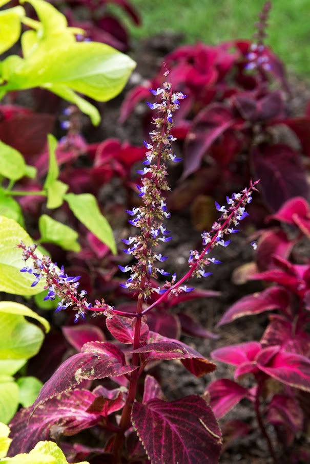 Image of Coleus scutellarioides specimen.