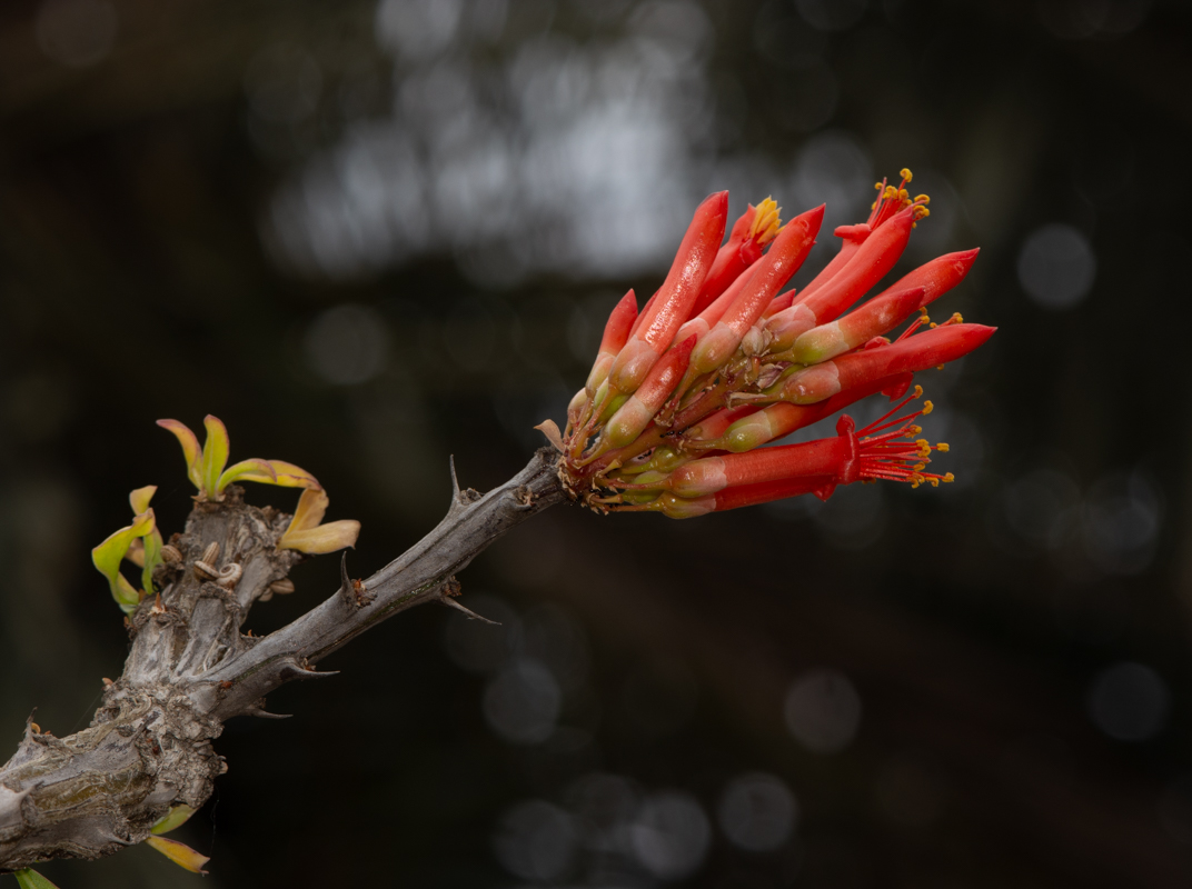 Image of Fouquieria splendens specimen.