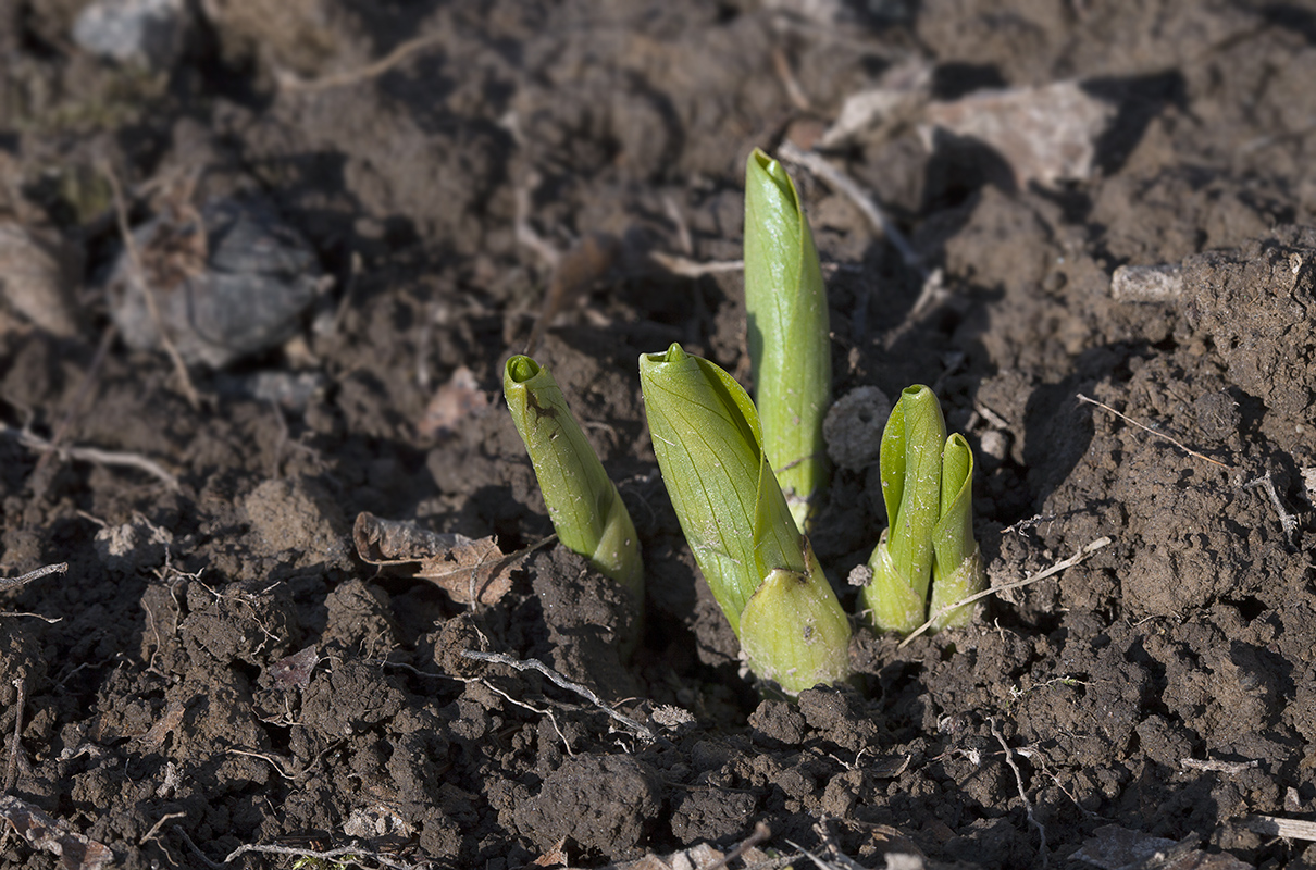 Image of Dactylorhiza aristata specimen.