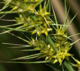 Lomandra longifolia