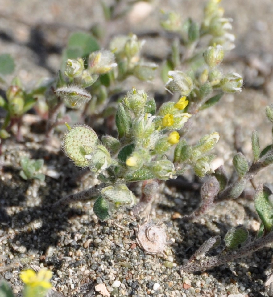 Изображение особи Alyssum strigosum.