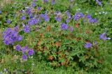 Geranium gymnocaulon