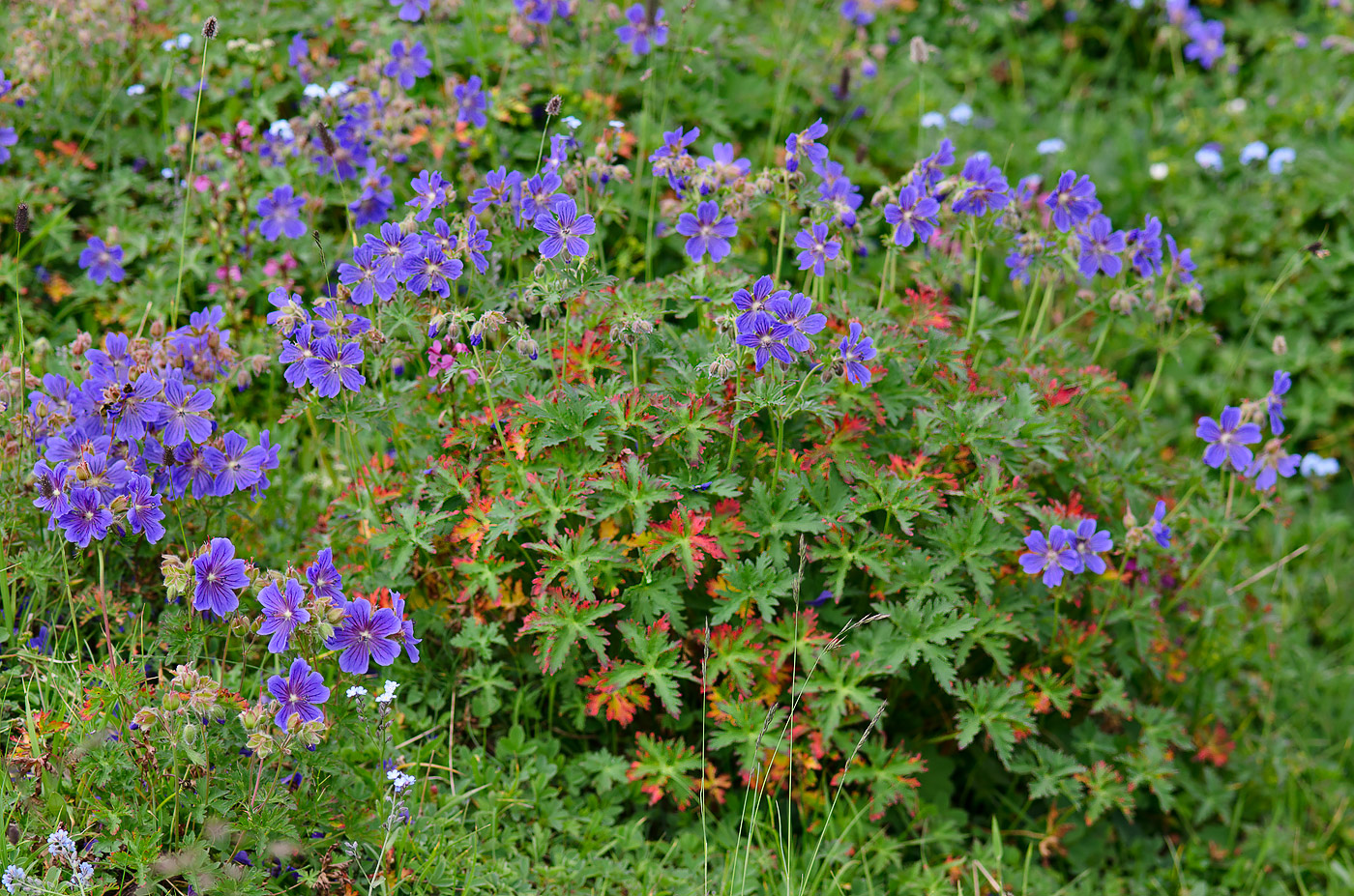 Image of Geranium gymnocaulon specimen.