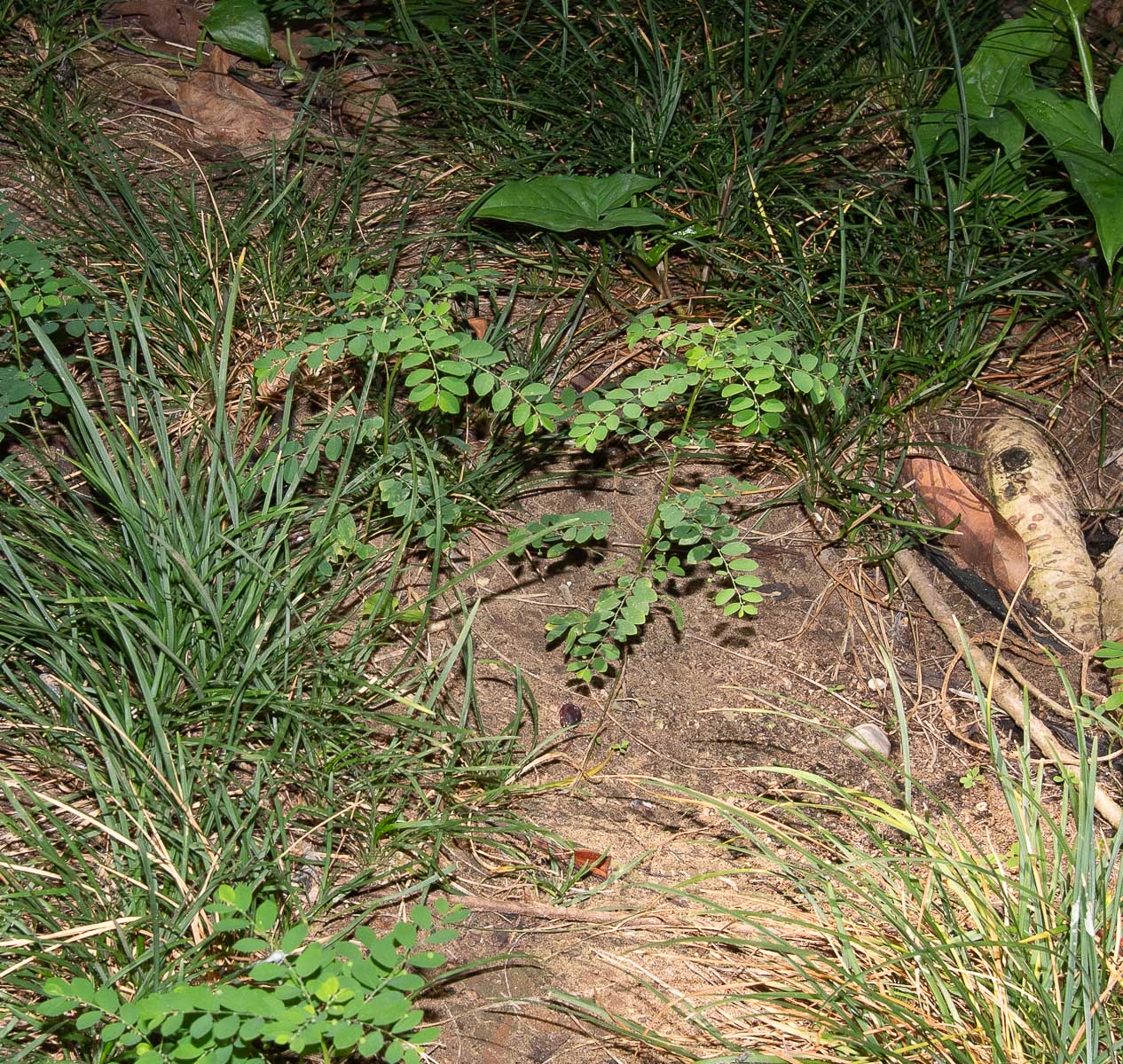 Изображение особи Phyllanthus rotundifolius.