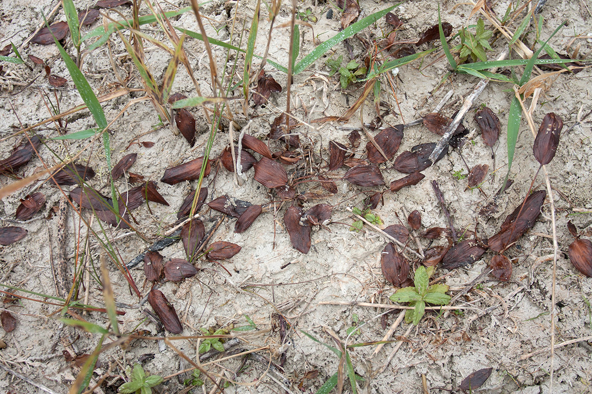 Image of genus Potamogeton specimen.