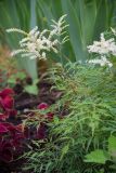 Aruncus dioicus. Часть цветущего растения ('Kneiffii'). Кировская обл., г. Киров, Ботанический сад Вятского государственного университета, в культуре. 07.07.2018.