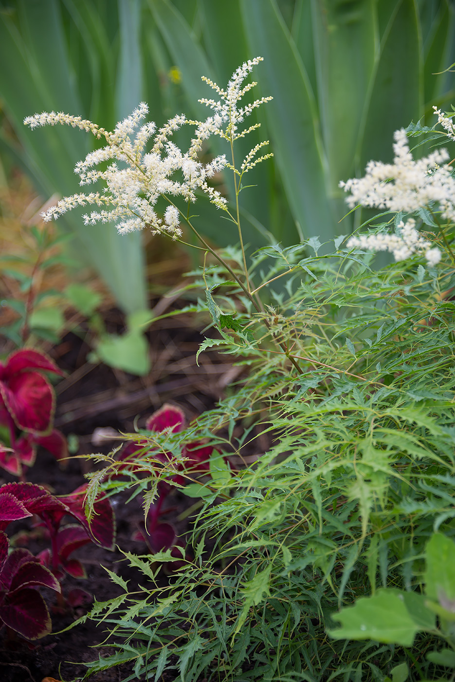 Изображение особи Aruncus dioicus.