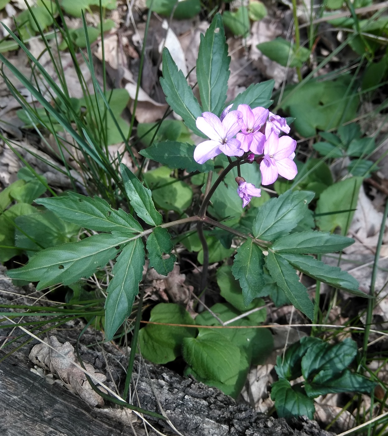 Image of Cardamine quinquefolia specimen.