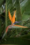 Strelitzia reginae. Соцветие и листья. Испания, Каталония, г. Барселона, гора Монжуик, в культуре. 30.03.2019.