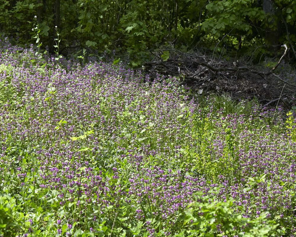 Image of Lamium maculatum specimen.