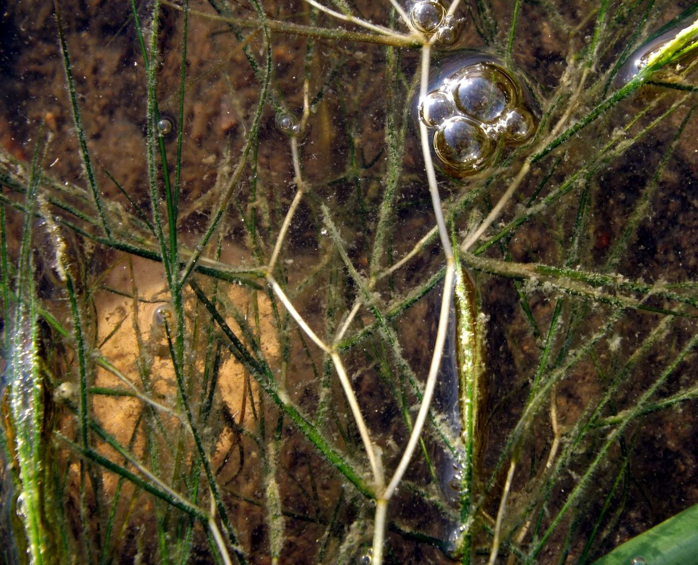 Image of Potamogeton pectinatus specimen.