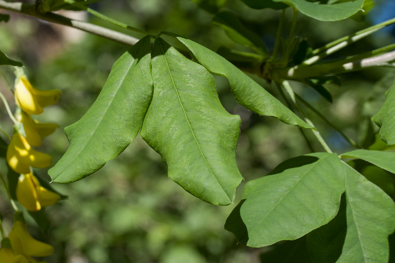 Изображение особи Laburnum anagyroides.