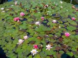 Nymphaea &times; marliacea