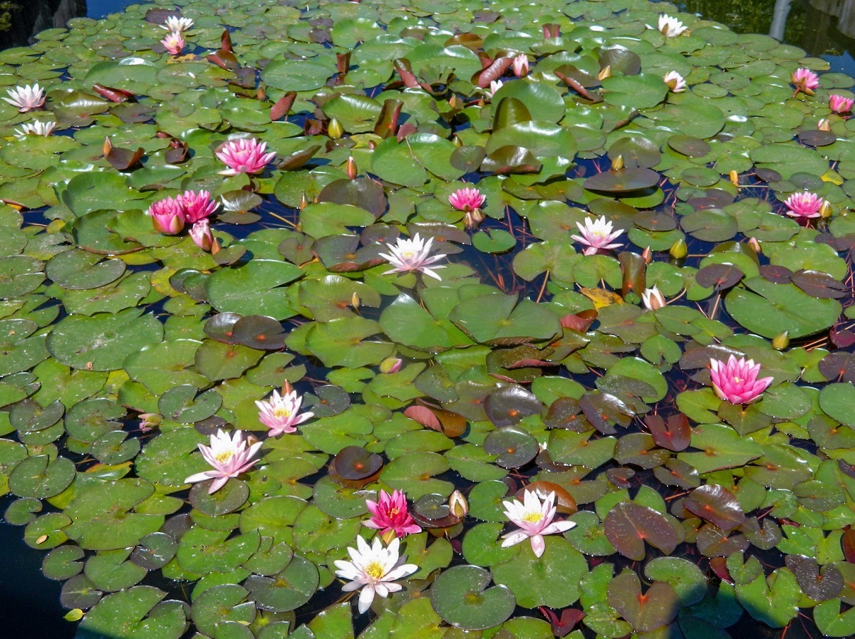 Image of Nymphaea &times; marliacea specimen.