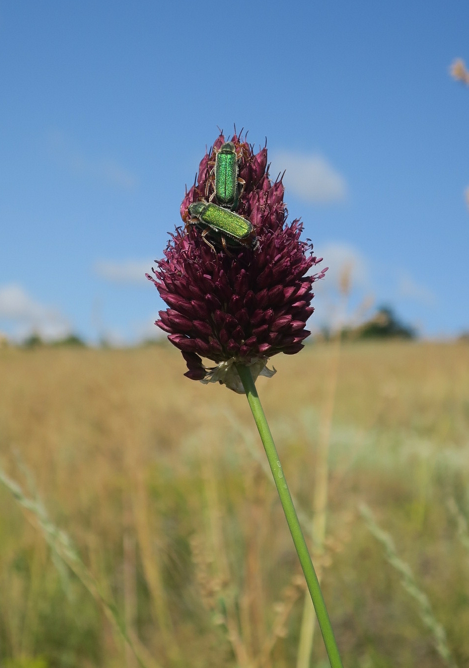 Изображение особи Allium sphaerocephalon.