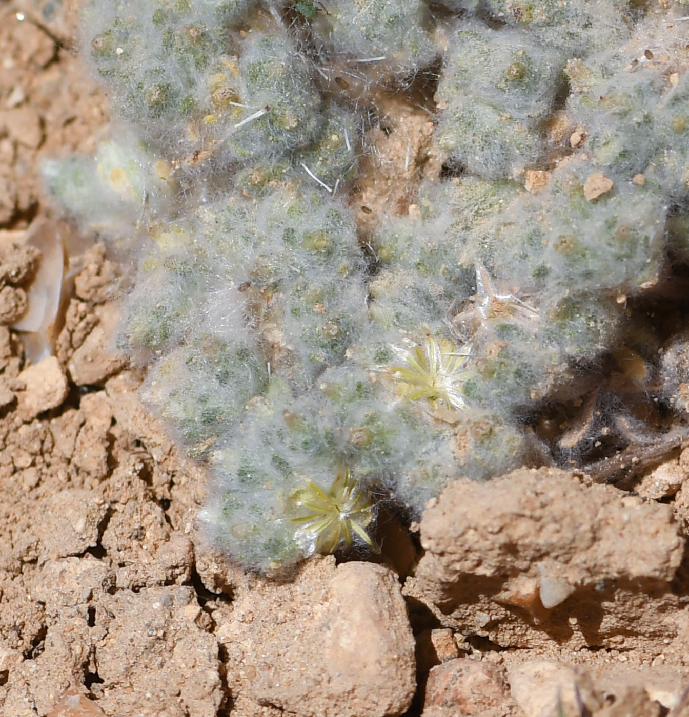 Image of Lasiopogon muscoides specimen.