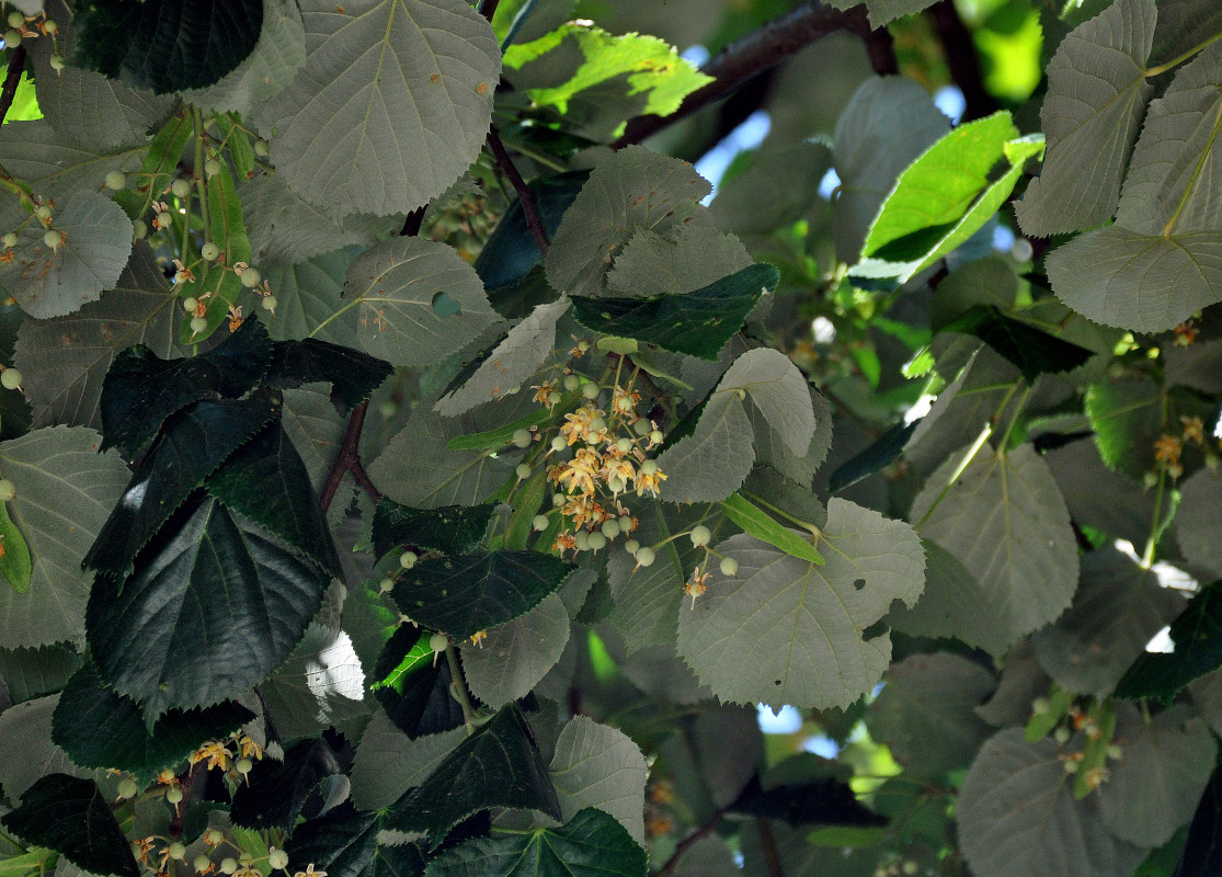 Image of Tilia tomentosa specimen.