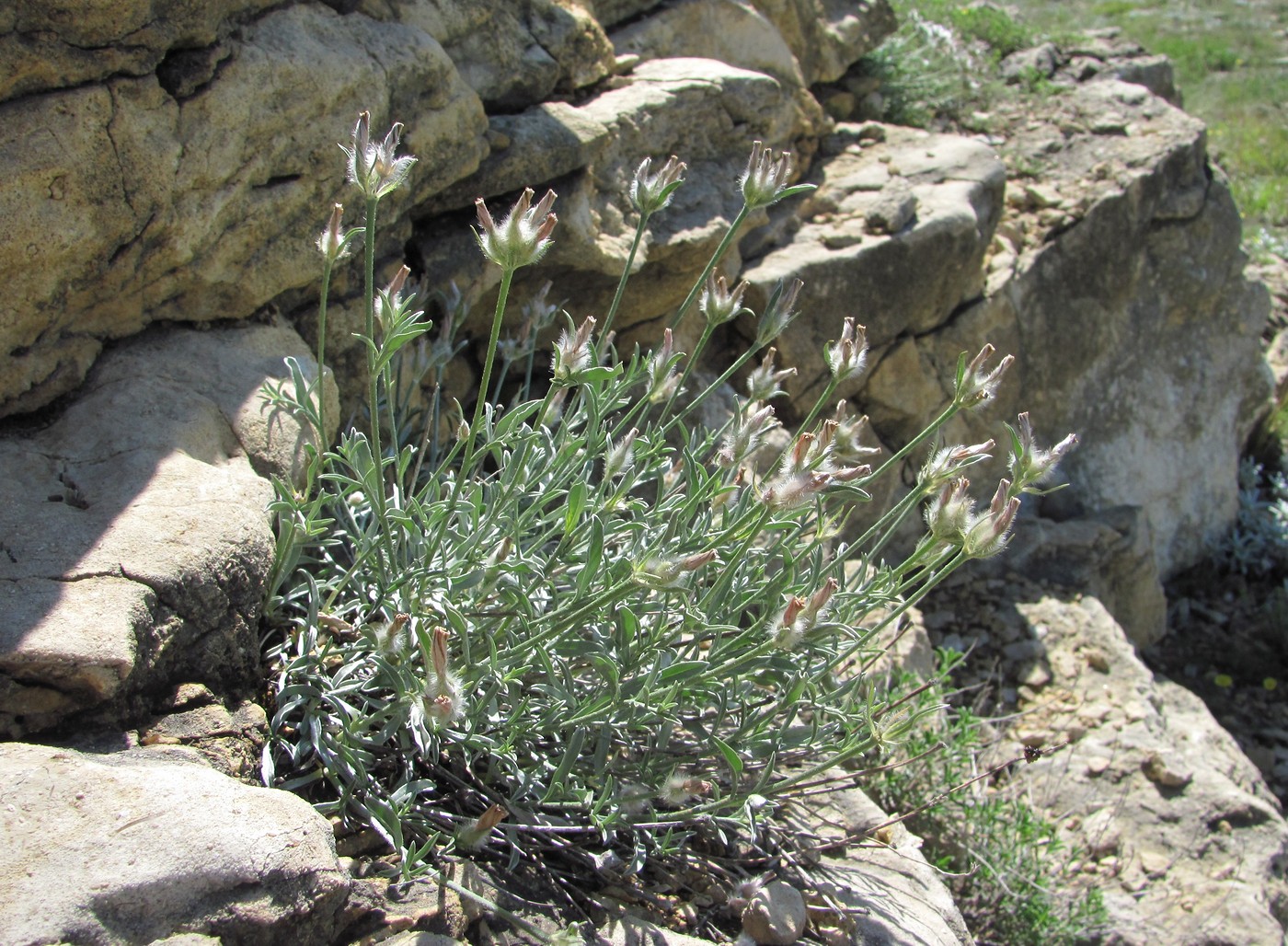 Image of Convolvulus ruprechtii specimen.