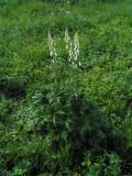 Aconitum leucostomum