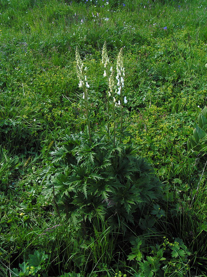 Изображение особи Aconitum leucostomum.