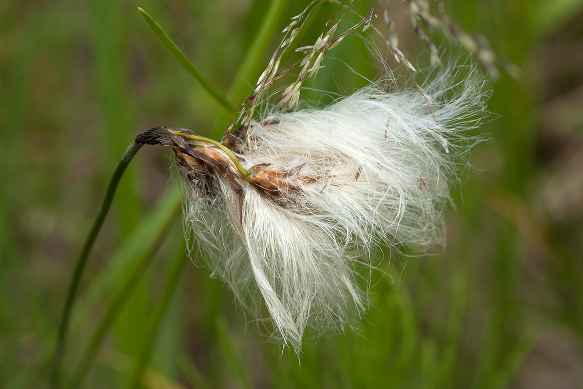 Image of Eriophorum angustifolium specimen.