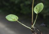 Pyrola rotundifolia. Основание побега и прикорневые листья выкопанного растения. Окр. Мурманска, ивняк вдоль просёлочной дороги. 10.08.2019.