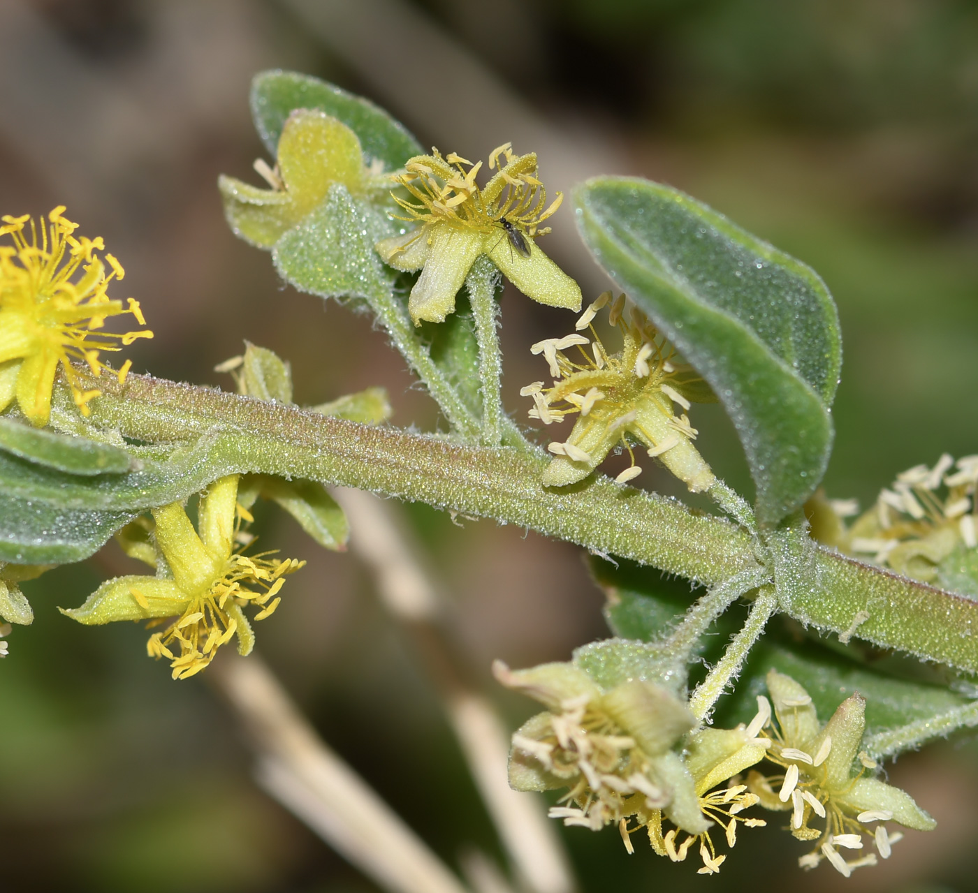 Image of Tetragonia decumbens specimen.