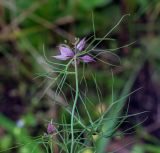 Nigella damascena