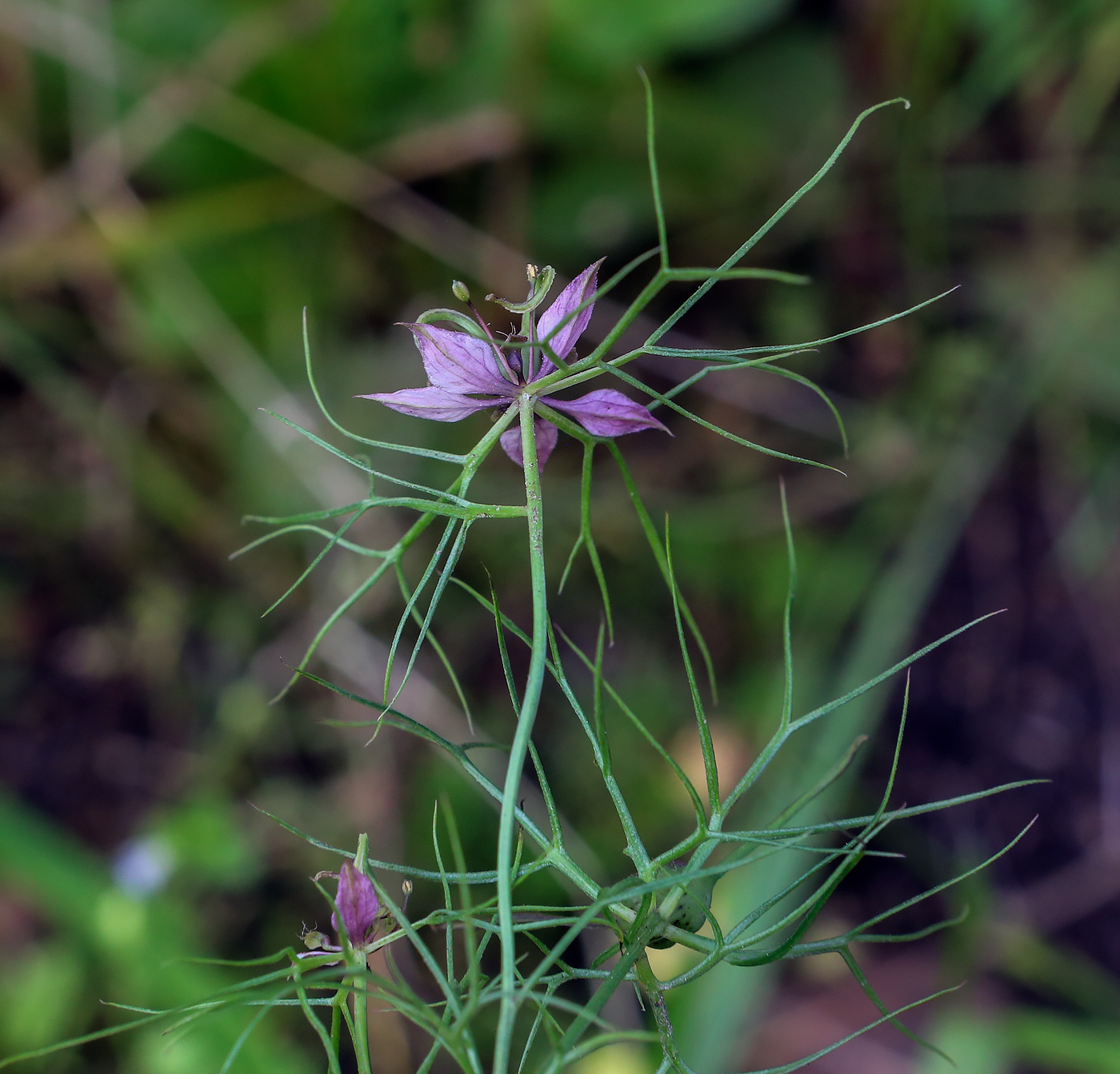 Изображение особи Nigella damascena.