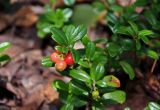 Vaccinium vitis-idaea. Верхушка плодоносящего растения. Челябинская обл., Златоустовский гор. округ, хребет Большой Таганай, Двуглавая сопка, ≈ 1000 м н.у.м., опушка березняка у подножия скал. 06.08.2019.