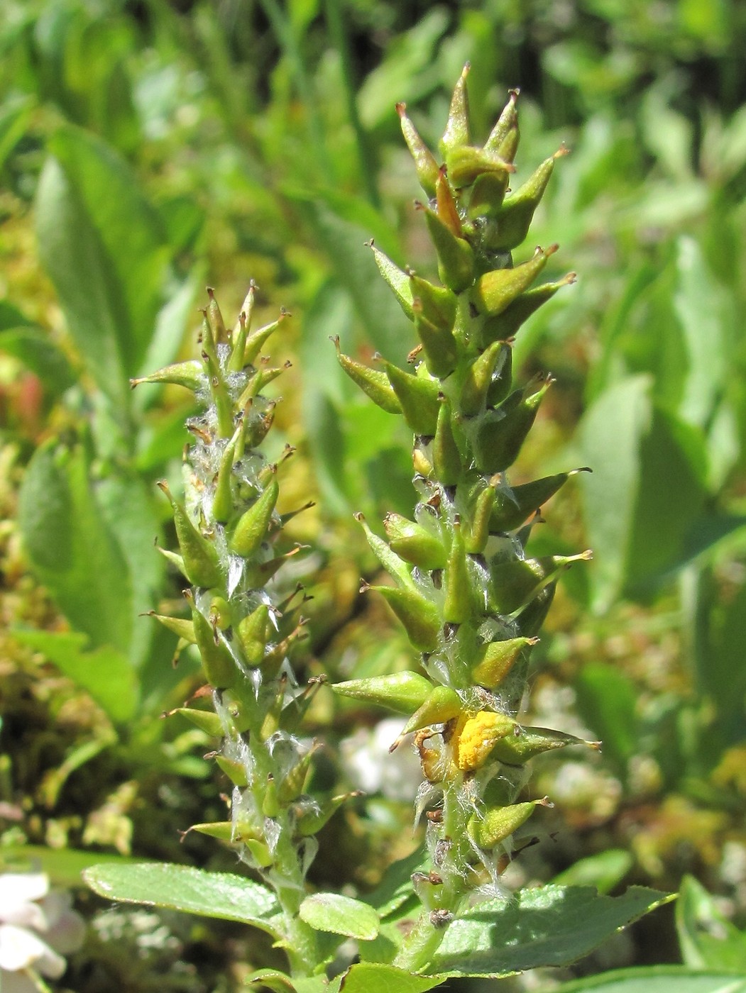 Image of Salix apoda specimen.