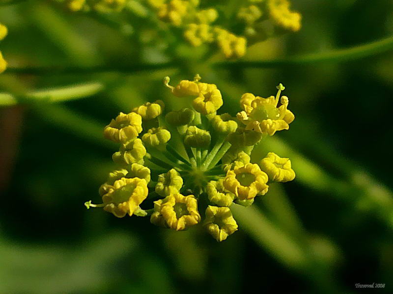 Изображение особи Pastinaca sylvestris.