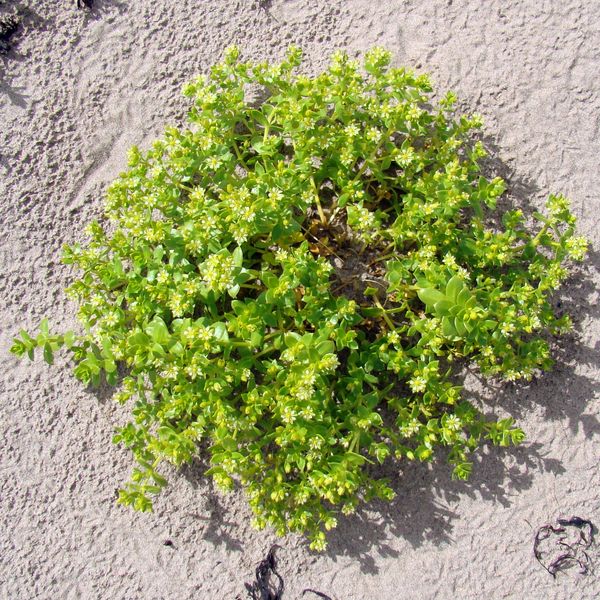 Image of Honckenya peploides ssp. diffusa specimen.