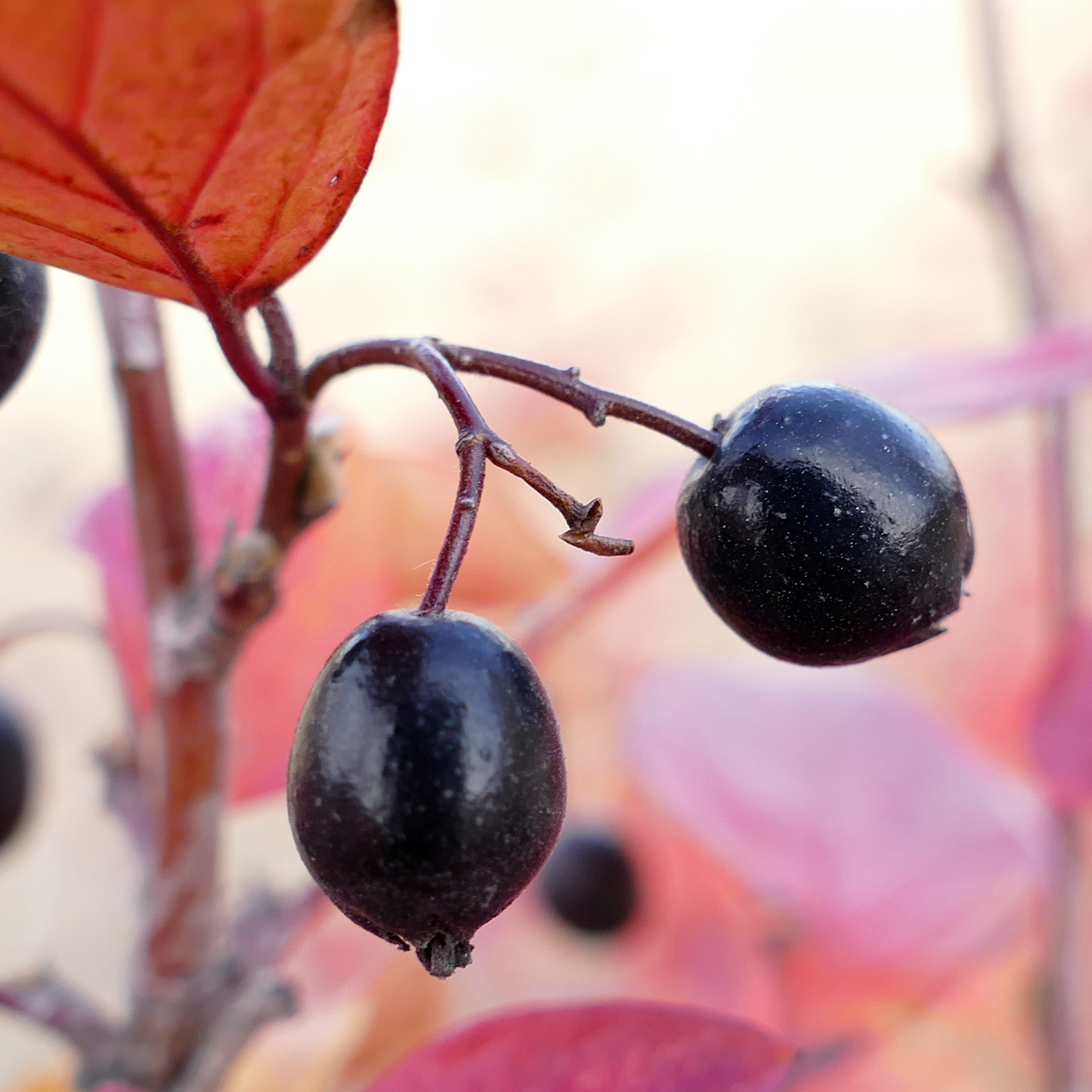 Image of Cotoneaster lucidus specimen.