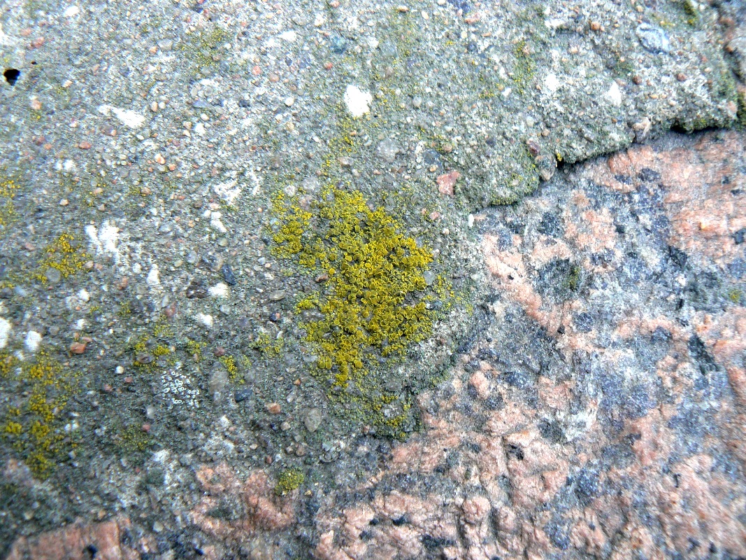 Image of genus Candelariella specimen.