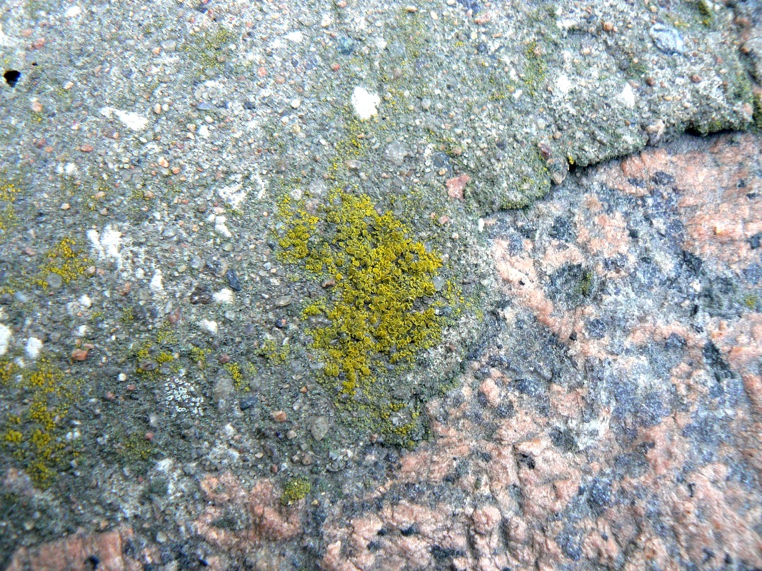 Image of genus Candelariella specimen.