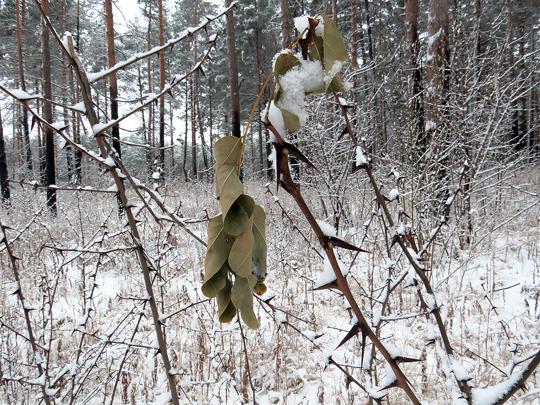 Изображение особи Robinia pseudoacacia.