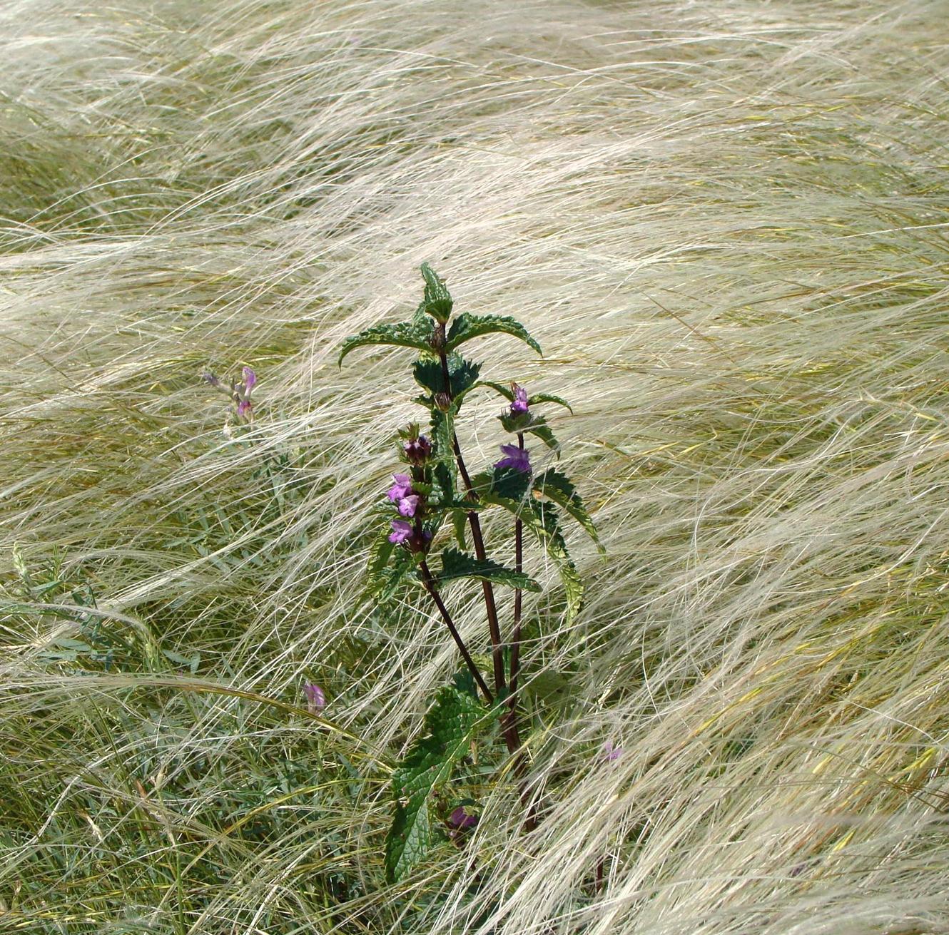 Image of Phlomoides tuberosa specimen.