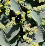 Waltheria ovata. Часть веточки с соцветиями и фуражирующей пчелой-плотником (Xylocopa). Перу, регион La Libertad, пос. Huanchaco, устье сухого русла (Rio Seco). 28.10.2019.