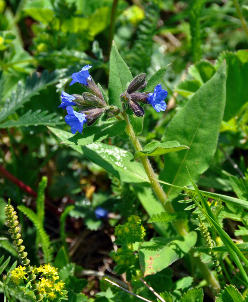 Image of Pulmonaria mollis specimen.