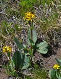 Ligularia altaica. Цветущие растения. Алтай, Кош-Агачский р-н, долина р. Аккаллу-Озек, ≈ 2500 м н.у.м., горная тундра. 17.06.2019.