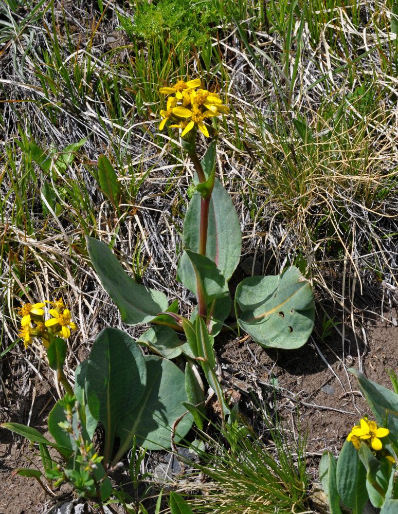 Изображение особи Ligularia altaica.