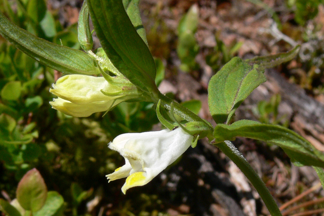 Image of Melampyrum pratense specimen.
