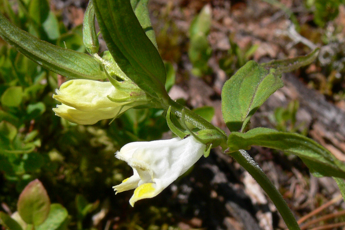 Изображение особи Melampyrum pratense.