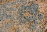 Xanthoparmelia vagans. Талломы на почве. Алтай, Кош-Агачский р-н, долина р. Чаган-Узун, ≈ 1700 м н.у.м., горная полупустыня. 13.06.2019.