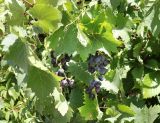 Vitis vinifera. Побеги с плодами. Крым, г. Судак, сад. 12.08.2018.