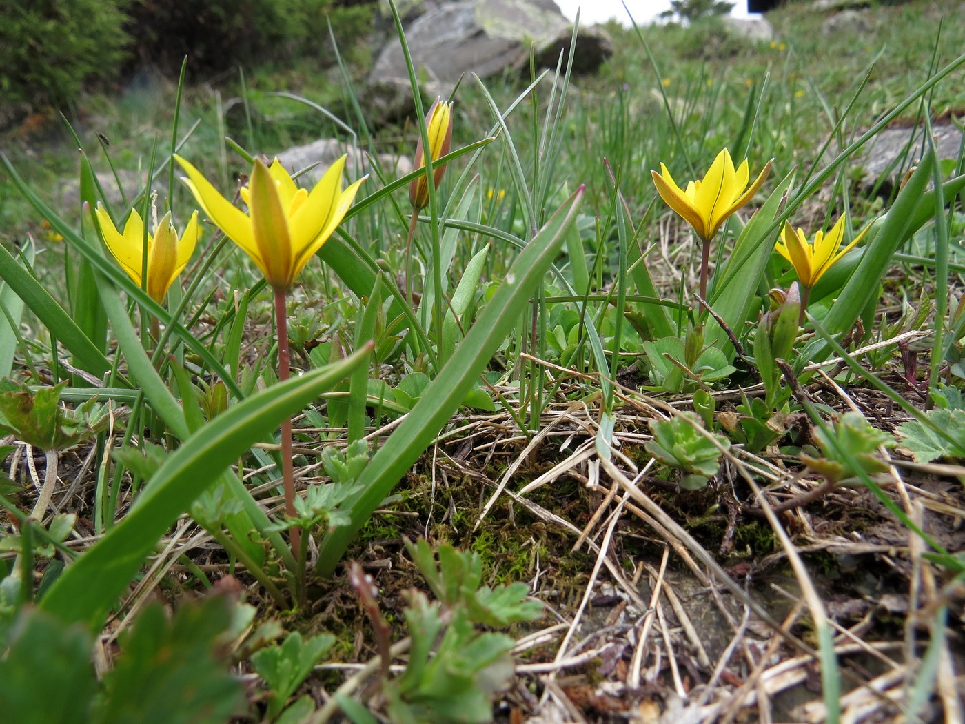 Изображение особи Tulipa dasystemon.