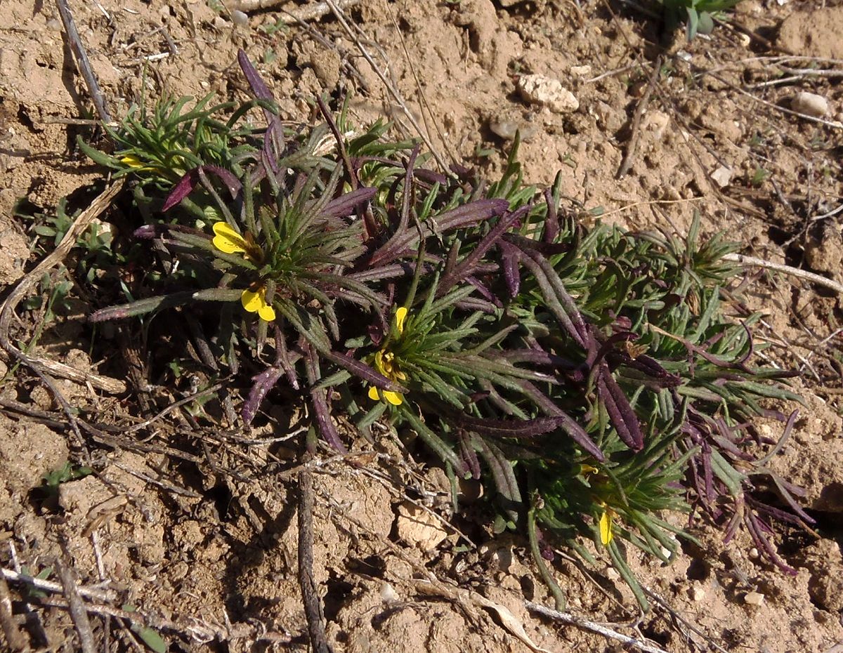 Image of Ajuga chia specimen.