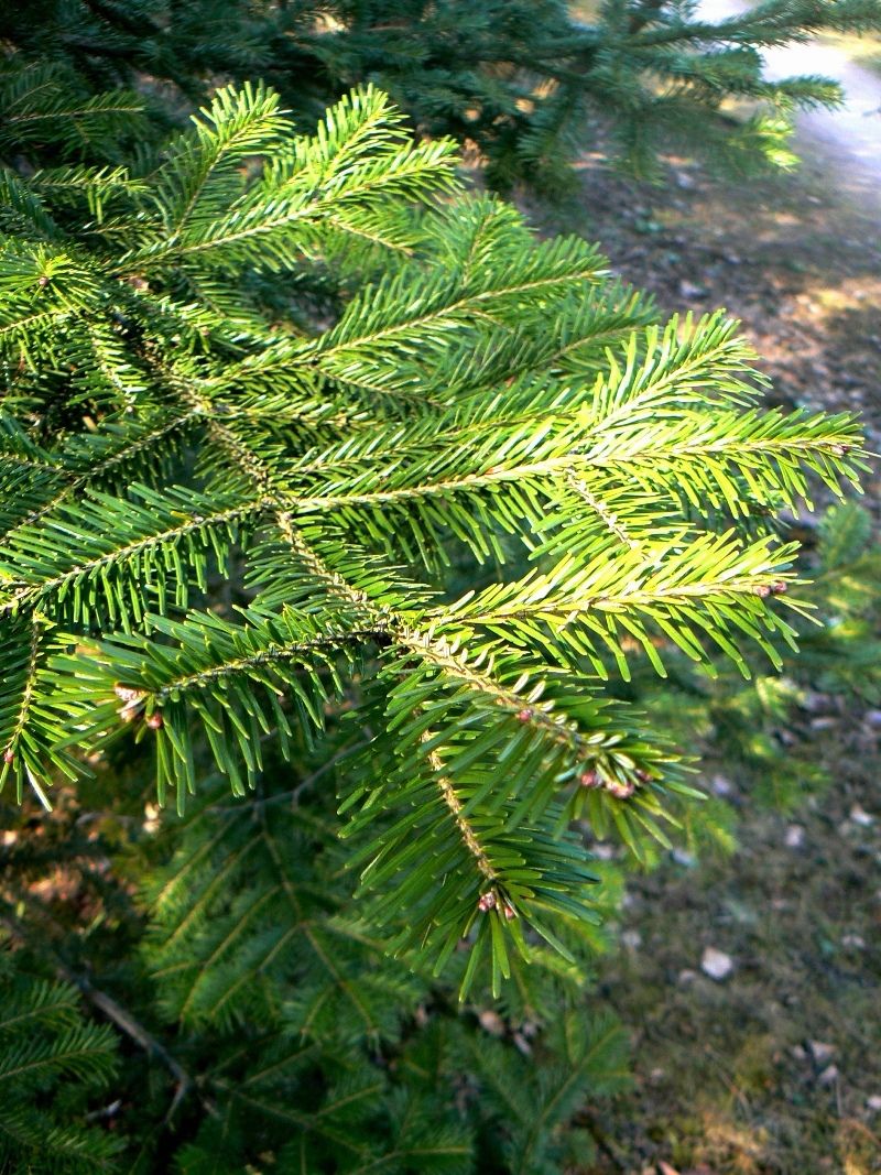 Image of Abies gracilis specimen.