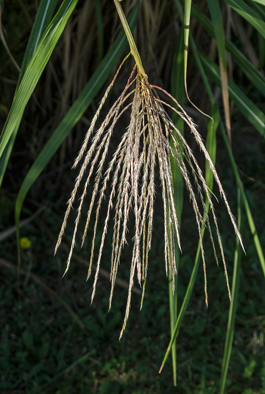 Изображение особи Miscanthus sinensis.